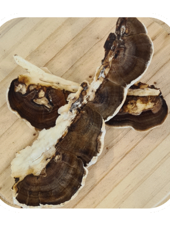 TREMELLA TINCTURE – Tintura